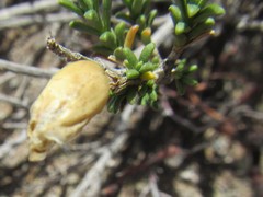 Pteronia unguiculata