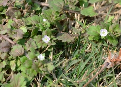 Veronica polita lilacina