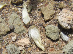 Pteronia unguiculata