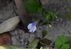 Mazus pumilus