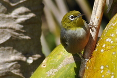 Zosterops lateralis tephropleurus