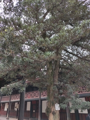 Podocarpus macrophyllus