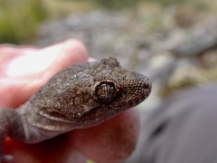 Woodworthia southern alps
