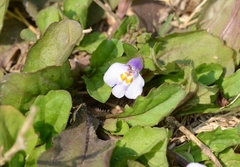 Mazus pumilus