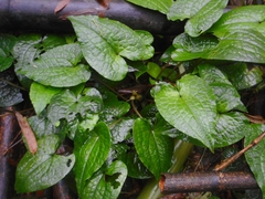 Asarum caudigerum