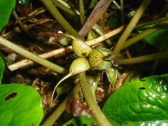 Asarum caudigerum