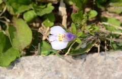 Mazus pumilus