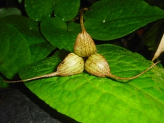 Asarum caudigerum