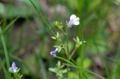 Mazus pumilus