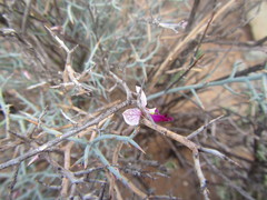 Polygala pungens