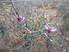Polygala pungens