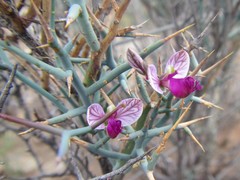 Polygala pungens