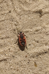 Pyrrhocoris apterus