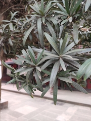 Podocarpus macrophyllus