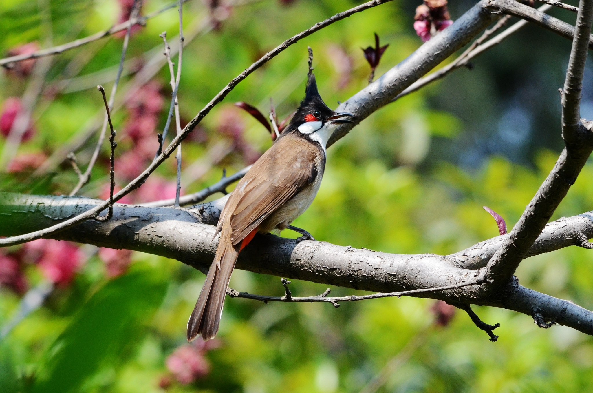 Red-whiskered bulbul - Wikipedia