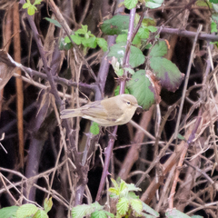 Phylloscopus collybita