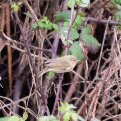 Phylloscopus collybita