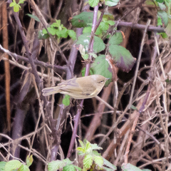 Phylloscopus collybita