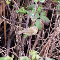 Phylloscopus collybita