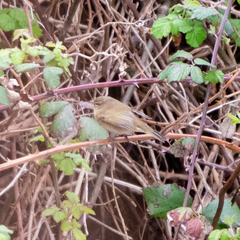Phylloscopus collybita