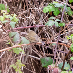 Phylloscopus collybita