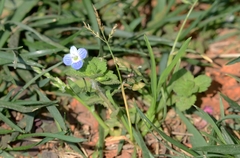 Veronica persica