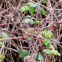 Phylloscopus collybita