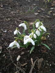 Galanthus nivalis