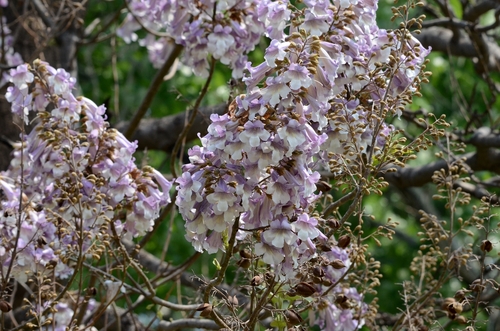 Paulownia elongata, photograph 1