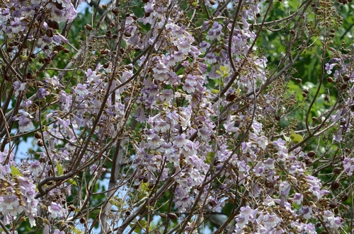 Paulownia elongata, photograph 2