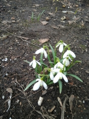 Galanthus nivalis