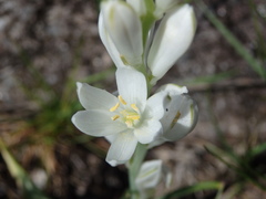Ornithogalum concinnum
