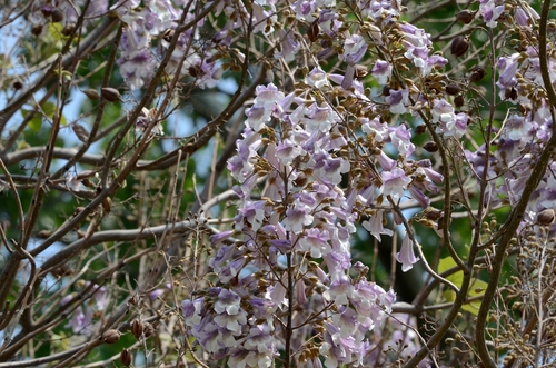 Paulownia elongata, photograph 3