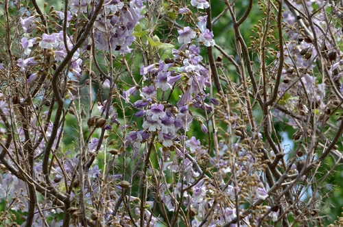 Paulownia elongata, photograph 4