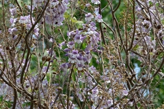 Paulownia tomentosa