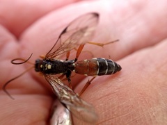 Eutanyacra licitatoria