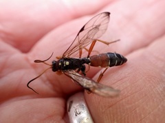 Eutanyacra licitatoria