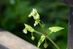 Stellaria aquatica