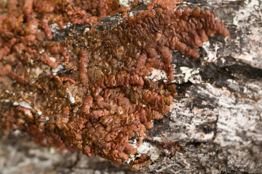 Frullania hypoleuca