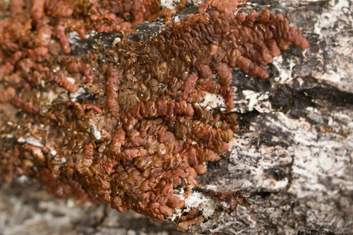 Frullania hypoleuca