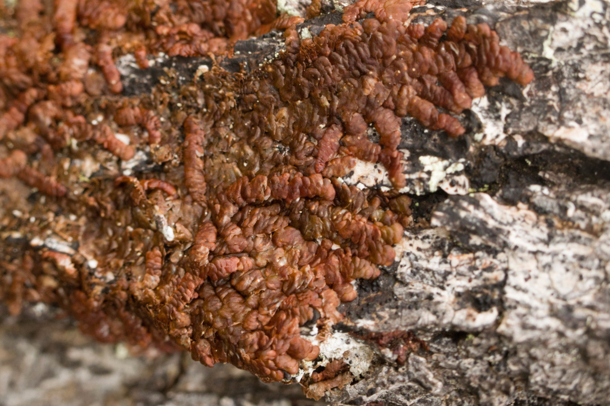 Frullania hypoleuca