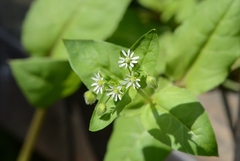 Stellaria aquatica