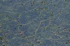 Potamogeton crispus