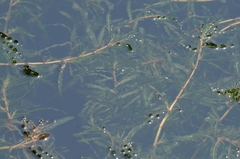 Potamogeton crispus