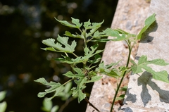 Broussonetia papyrifera