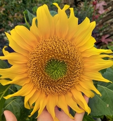 Helianthus