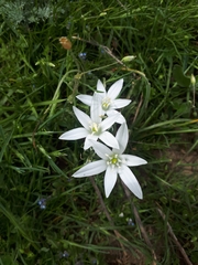 Ornithogalum sintenisii