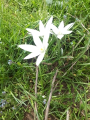 Ornithogalum sintenisii