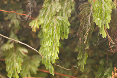 Hymenophyllum lanceolatum