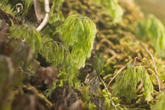 Hymenophyllum lanceolatum